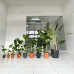 Strelicja biała (Strelitzia nicolai) 180cm