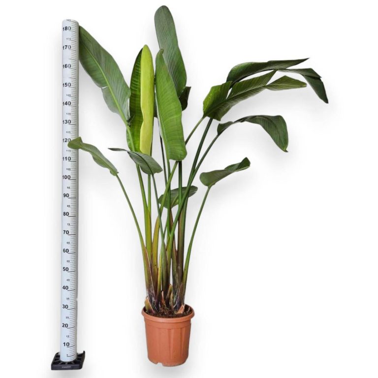Strelicja biała (Strelitzia Nicolai Augusta) 200cm