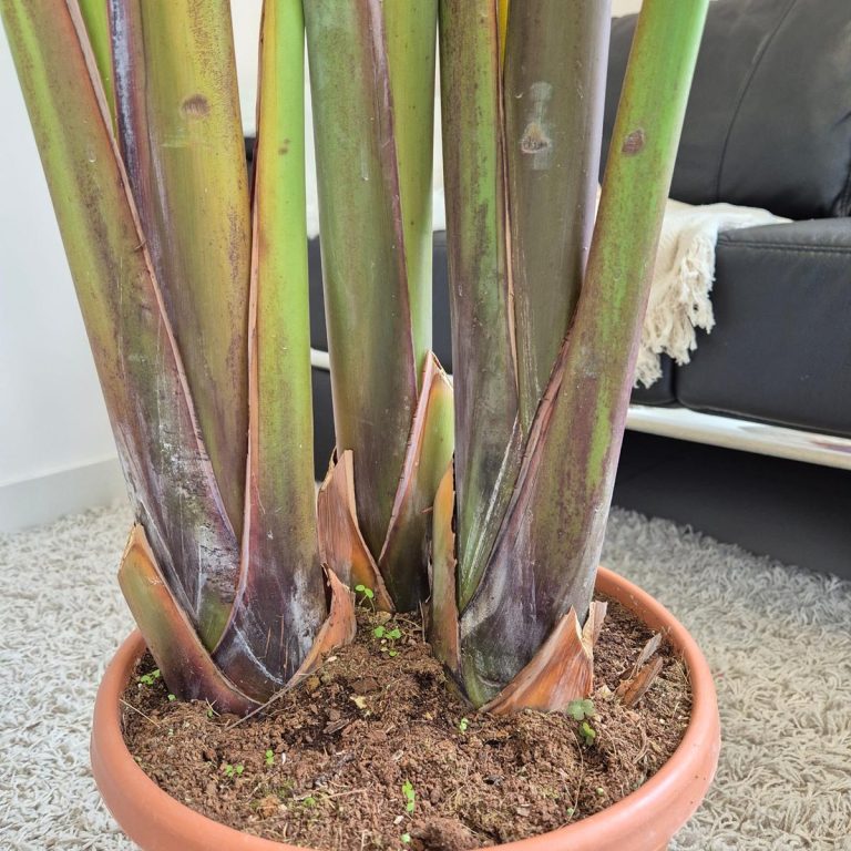 Strelicja biała (Strelitzia Nicolai Augusta) 200cm