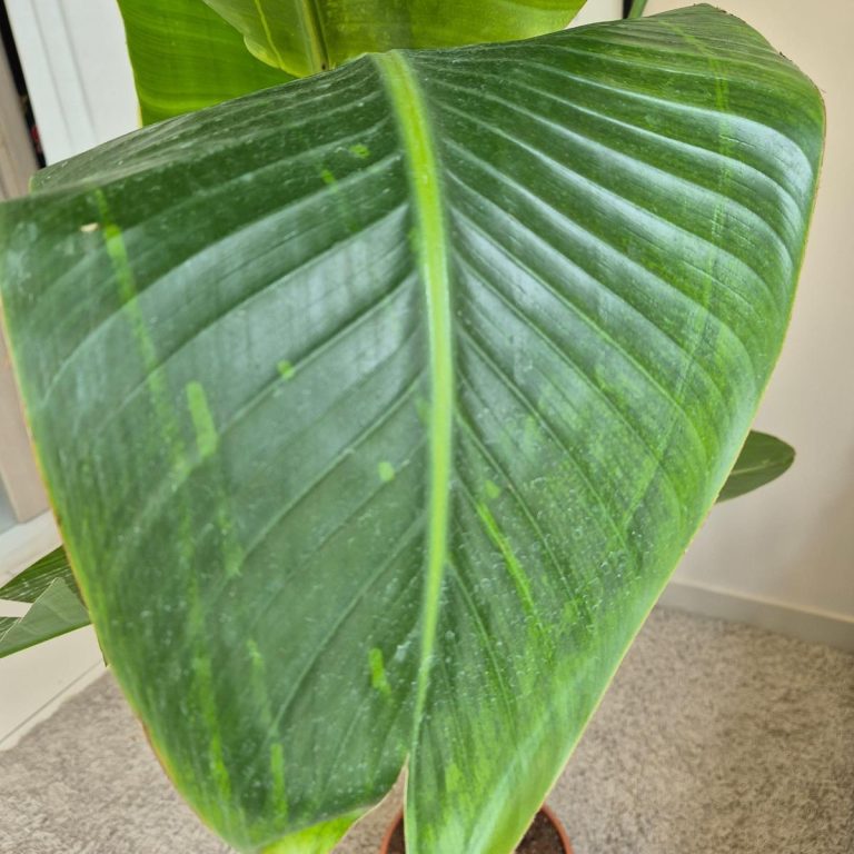 Strelicja biała (Strelitzia Nicolai Augusta) 200cm