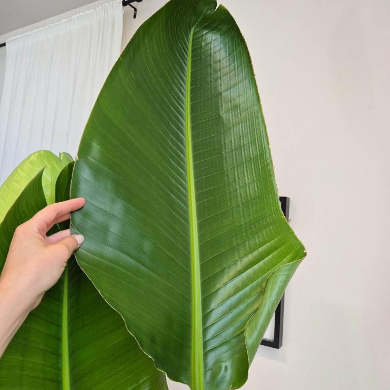 Strelicja biała (Strelitzia Nicolai Augusta) 200cm