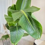 Strelicja biała (Strelitzia Nicolai Augusta) 200cm