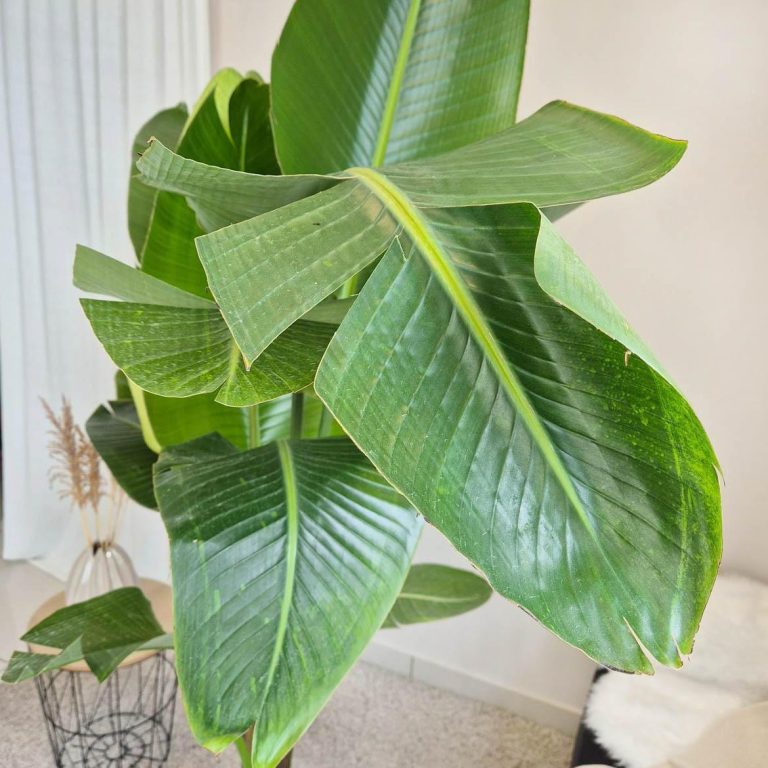 Strelicja biała (Strelitzia Nicolai Augusta) 200cm