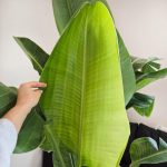 Strelicja biała (Strelitzia Nicolai Augusta) 200cm