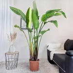 Strelicja biała (Strelitzia Nicolai Augusta) 200cm