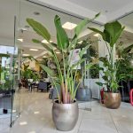 Strelicja biała (Strelitzia Nicolai Augusta) 200cm