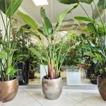 Strelicja biała (Strelitzia Nicolai Augusta) 200cm