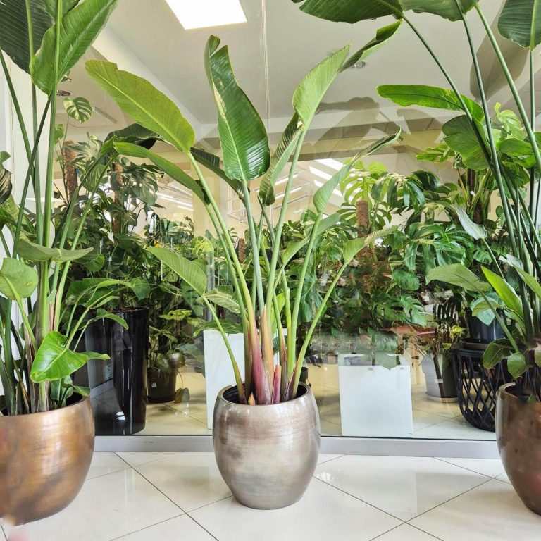 Strelicja biała (Strelitzia Nicolai Augusta) 200cm