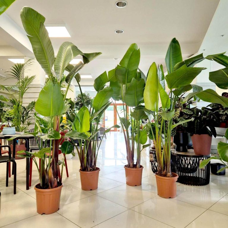 Strelicja biała (Strelitzia Nicolai Augusta) 200cm