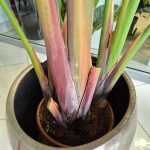 Strelicja biała (Strelitzia Nicolai Augusta) 200cm