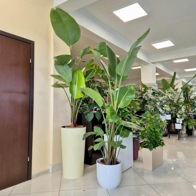 Strelicja biała (Strelitzia Nicolai Augusta) 200cm