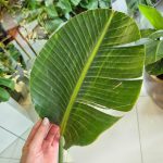 Strelicja biała (Strelitzia Nicolai Augusta) 200cm