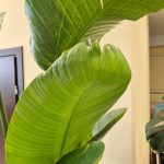 Strelicja biała (Strelitzia Nicolai Augusta) 200cm