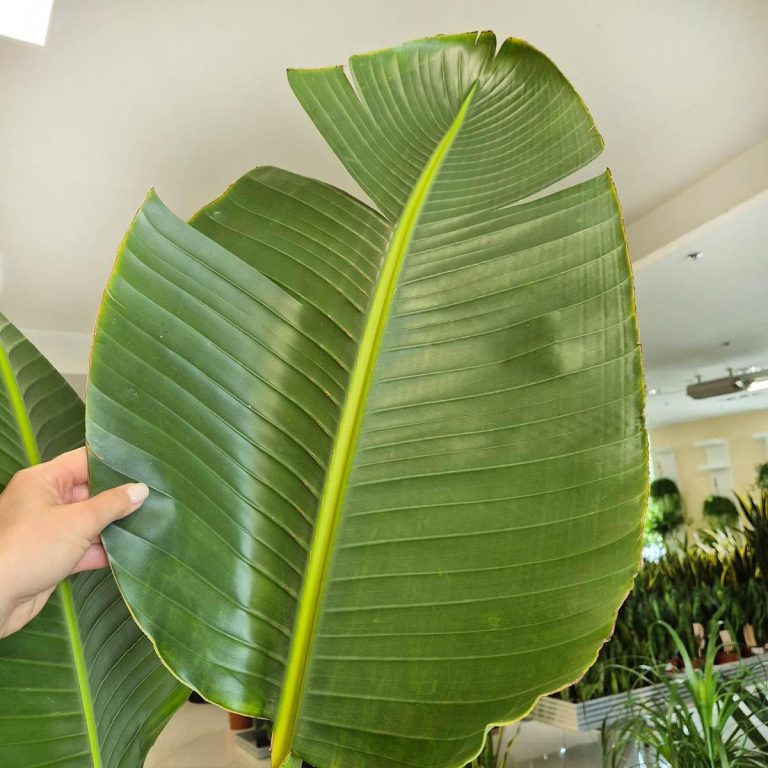 Strelicja biała (Strelitzia Nicolai Augusta) 200cm