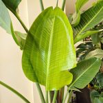 Strelicja biała (Strelitzia Nicolai Augusta) 200cm