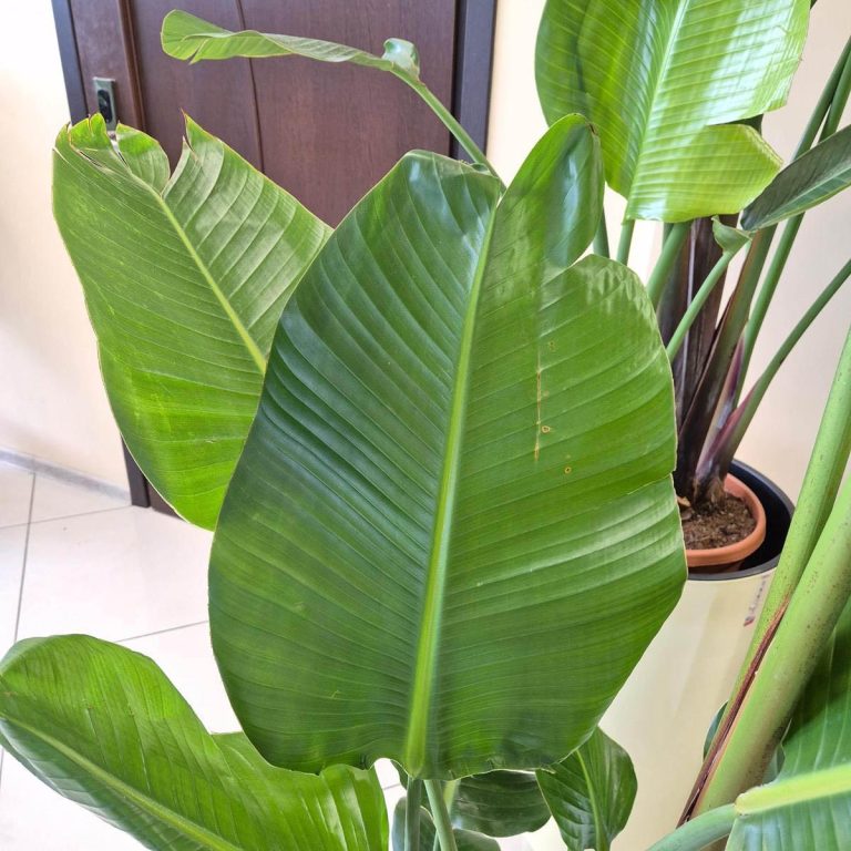 Strelicja biała (Strelitzia Nicolai Augusta) 200cm