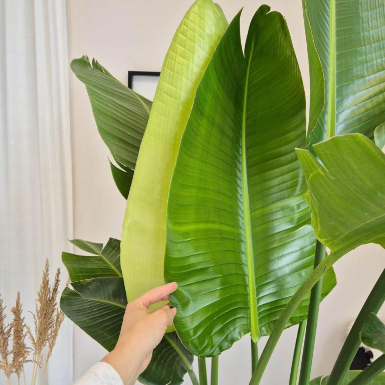 Strelicja biała (Strelitzia Nicolai Augusta) 200cm