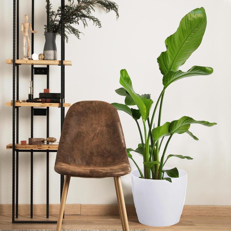 Strelicja biała (Strelitzia nicolai) 120cm