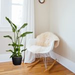 Strelicja biała (Strelitzia nicolai) 120cm