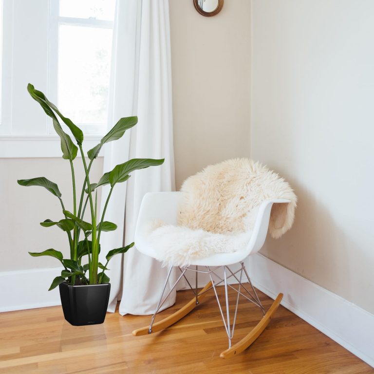 Strelicja biała (Strelitzia nicolai) 120cm