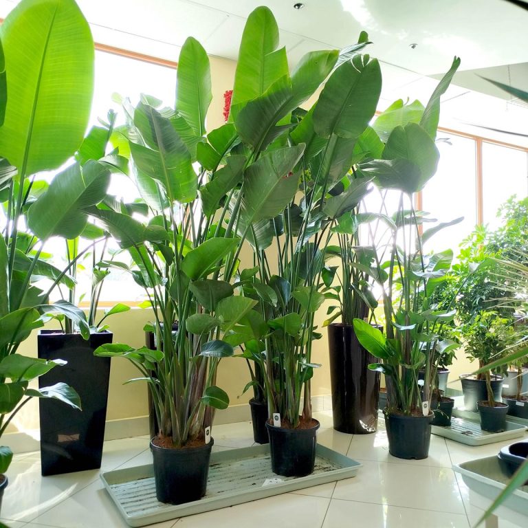 Strelicja biała (Strelitzia nicolai) 230cm