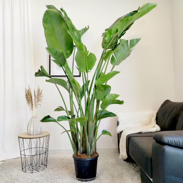 Strelicja biała (Strelitzia nicolai) 230-240cm