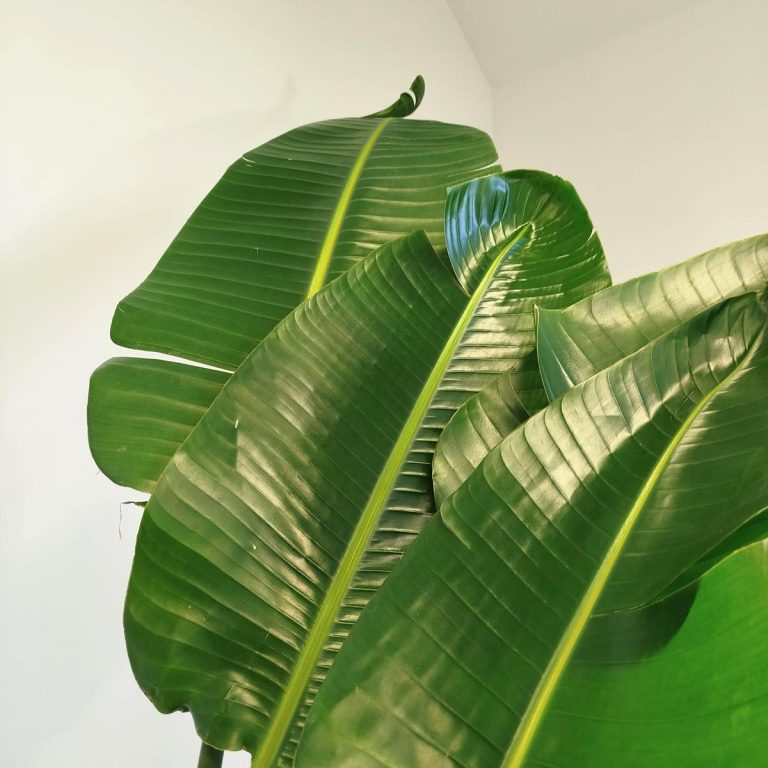 Strelicja biała (Strelitzia nicolai) 230cm