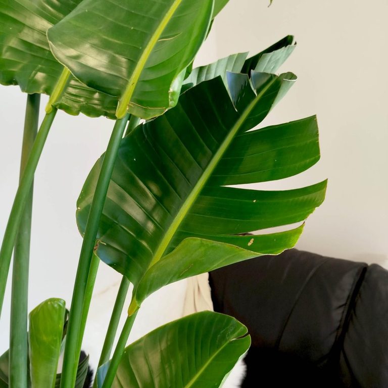 Strelicja biała (Strelitzia nicolai) 230cm