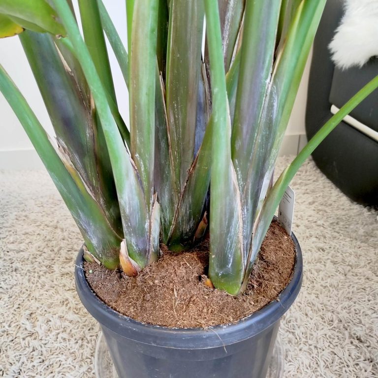 Strelicja biała (Strelitzia nicolai) 230cm