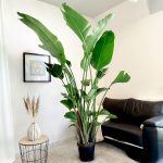 Strelicja biała (Strelitzia nicolai) 230cm