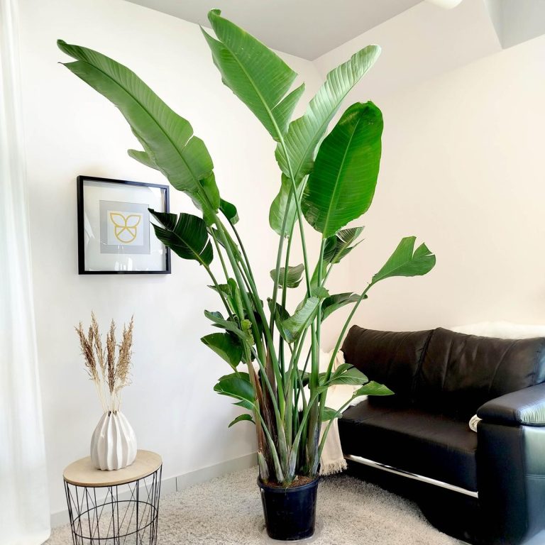 Strelicja biała (Strelitzia nicolai) 230cm