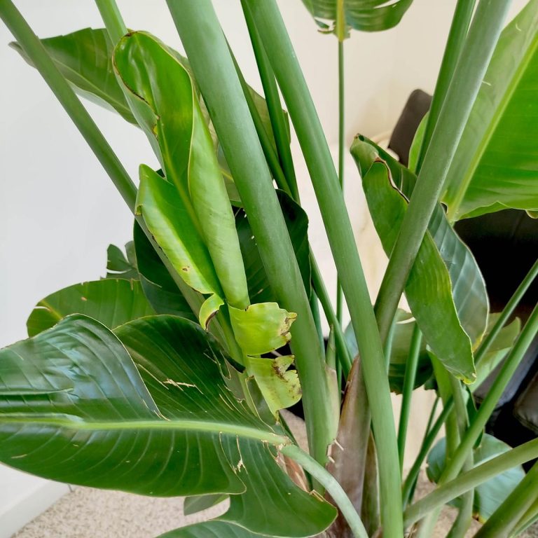 Strelicja biała (Strelitzia nicolai) 230cm