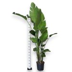 Strelicja biała (Strelitzia nicolai) 230cm