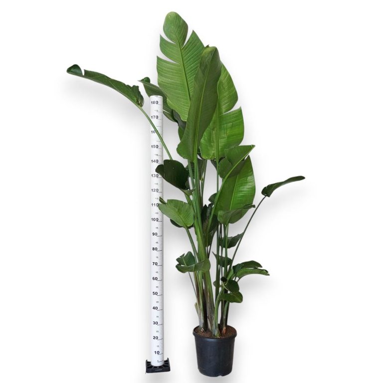 Strelicja biała (Strelitzia nicolai) 230cm