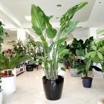 Strelicja biała (Strelitzia nicolai) 230cm