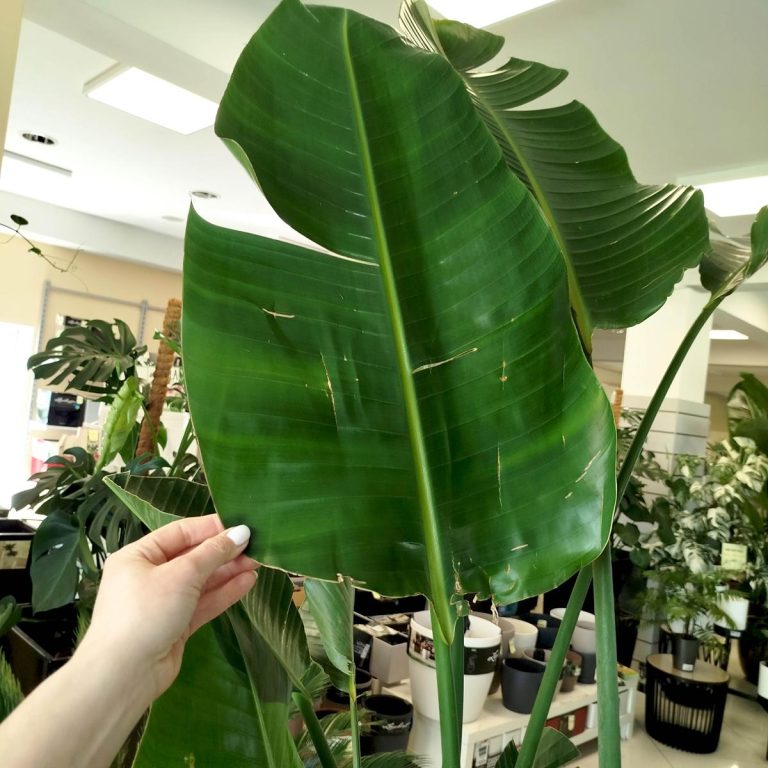 Strelicja biała (Strelitzia nicolai) 230cm