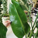 Strelicja biała (Strelitzia nicolai) 230cm