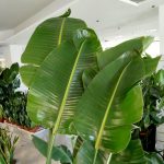 Strelicja biała (Strelitzia nicolai) 230cm