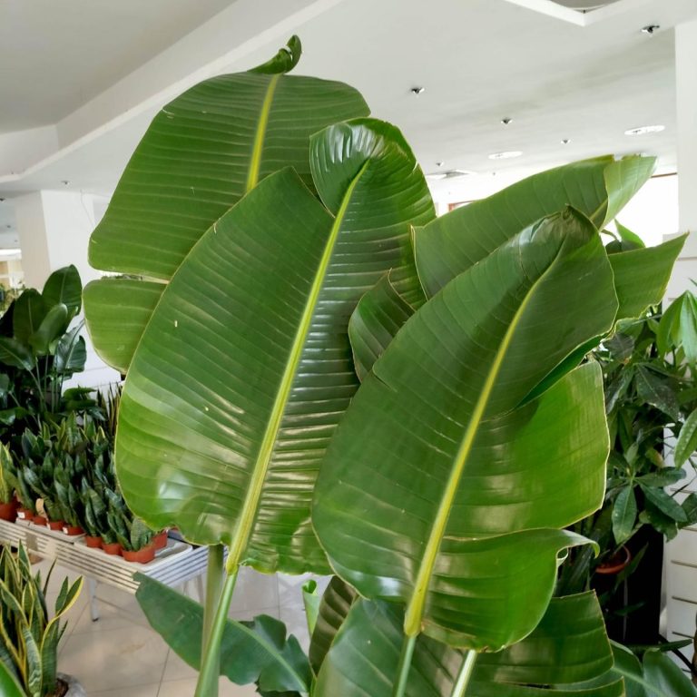 Strelicja biała (Strelitzia nicolai) 230cm