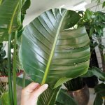 Strelicja biała (Strelitzia nicolai) 230cm