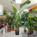 Strelicja biała (Strelitzia nicolai) 230cm