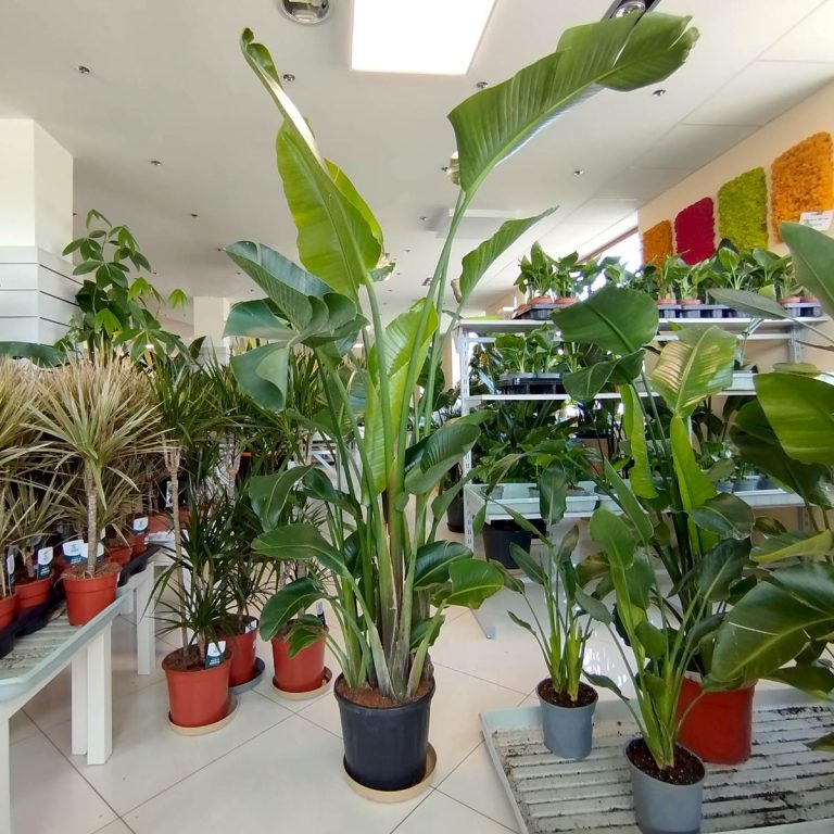 Strelicja biała (Strelitzia nicolai) 230cm