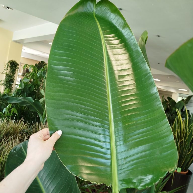 Strelicja biała (Strelitzia nicolai) 230cm