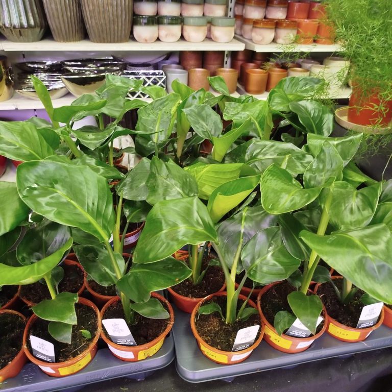 Strelicja biała (Strelitzia nicolai) 40cm