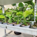 Strelicja biała (Strelitzia nicolai) 30cm