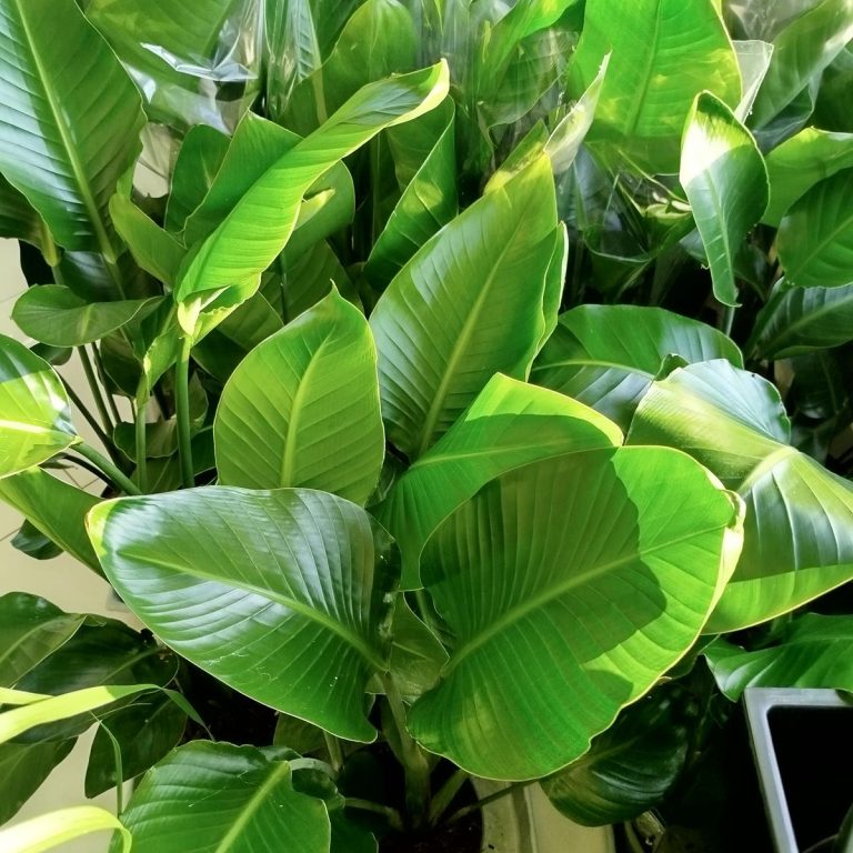 Strelicja biała (Strelitzia nicolai) 100cm