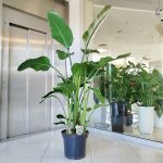 Strelicja biała (Strelitzia nicolai) 175cm