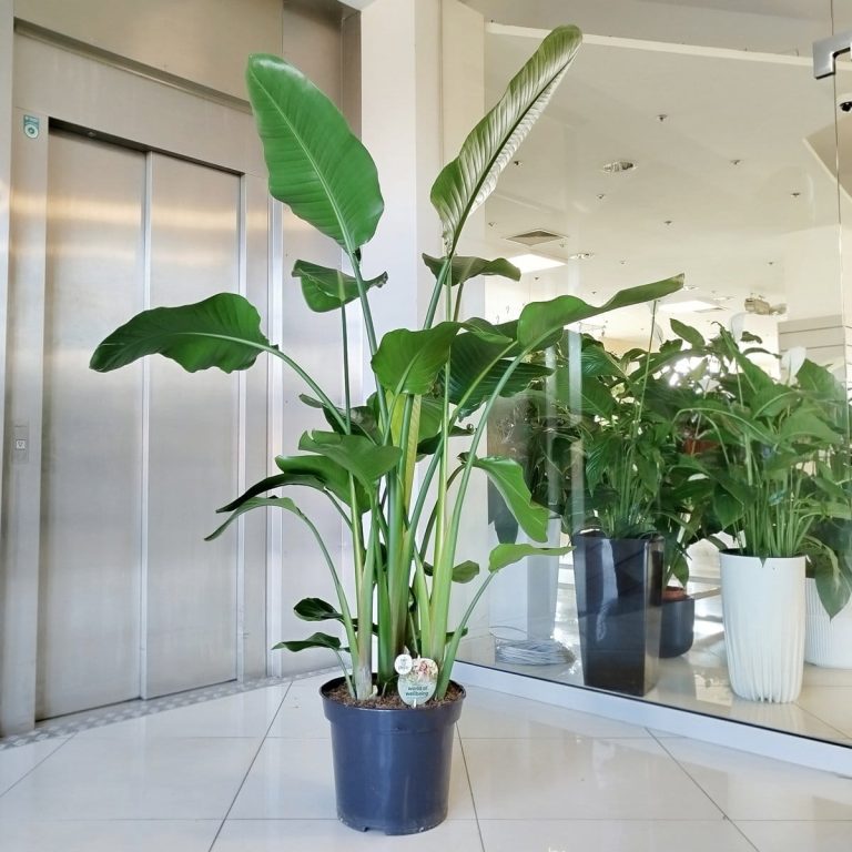 Strelicja biała (Strelitzia nicolai) 175cm