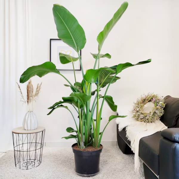 Strelicja biała (Strelitzia nicolai) 175cm