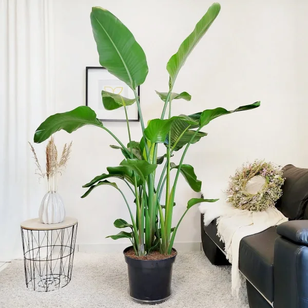 Strelicja biała (Strelitzia nicolai) 175cm